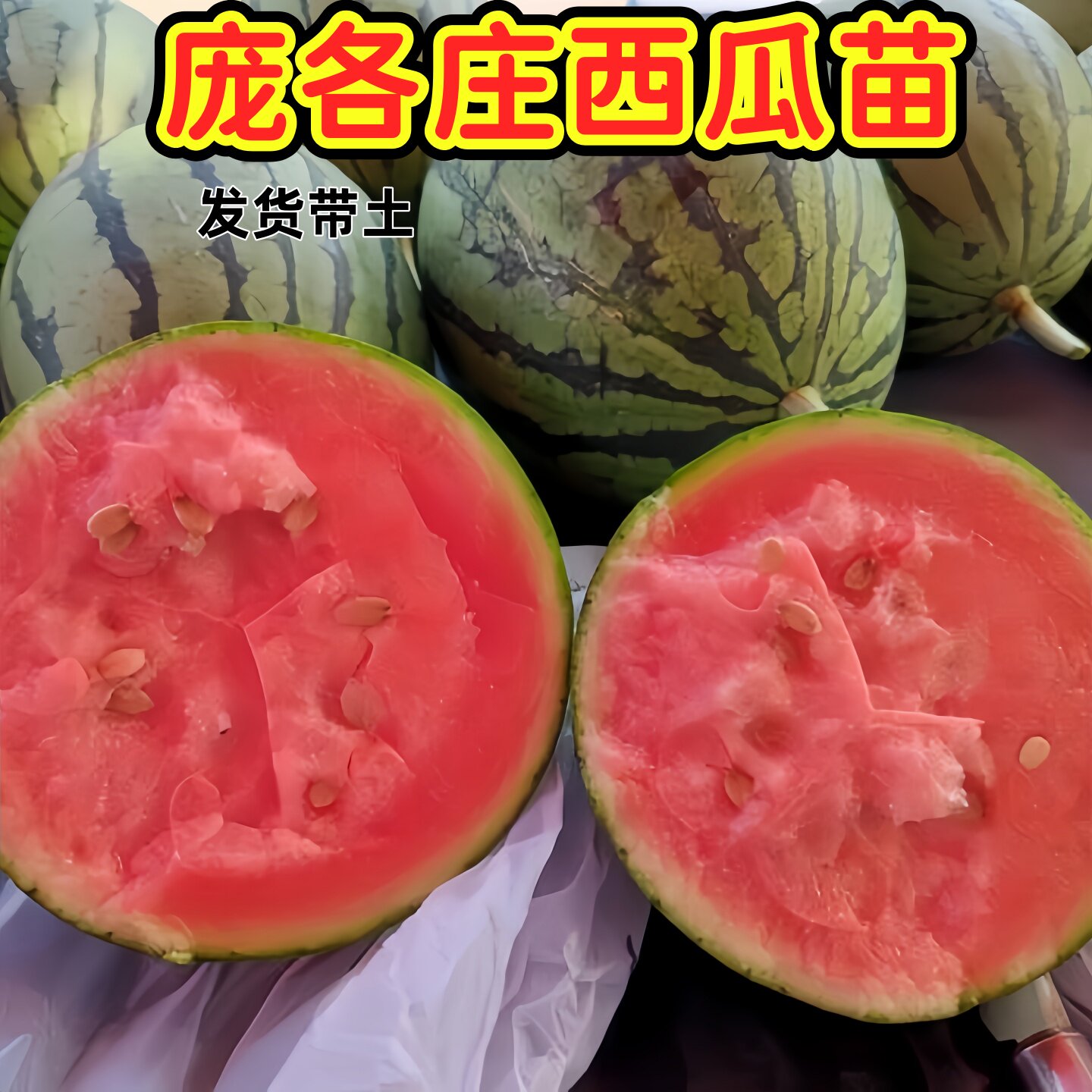 庞各庄西瓜秧苗南方种植阳台盆栽庭院早熟产量高老品种西瓜苗秧苗