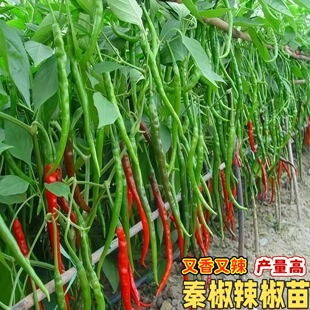 秦椒辣椒苗微辣特金条种子海椒红泡线椒苗品种好产量高易种植秧苗