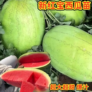 正宗冰糖新红宝西瓜秧苗水果蔬菜种植新种子四季纯甜甜度高老品种
