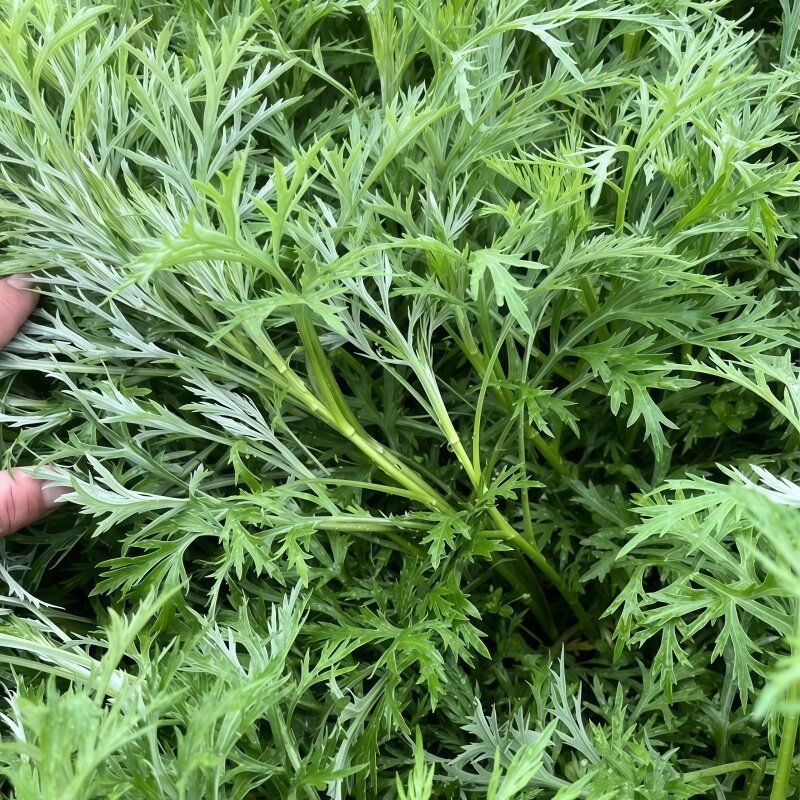 南京芦蒿苗芦蒿种子四季秧苗芦蒿根苗种籽藜蒿苗泥蒿种苗蒌蒿菜种