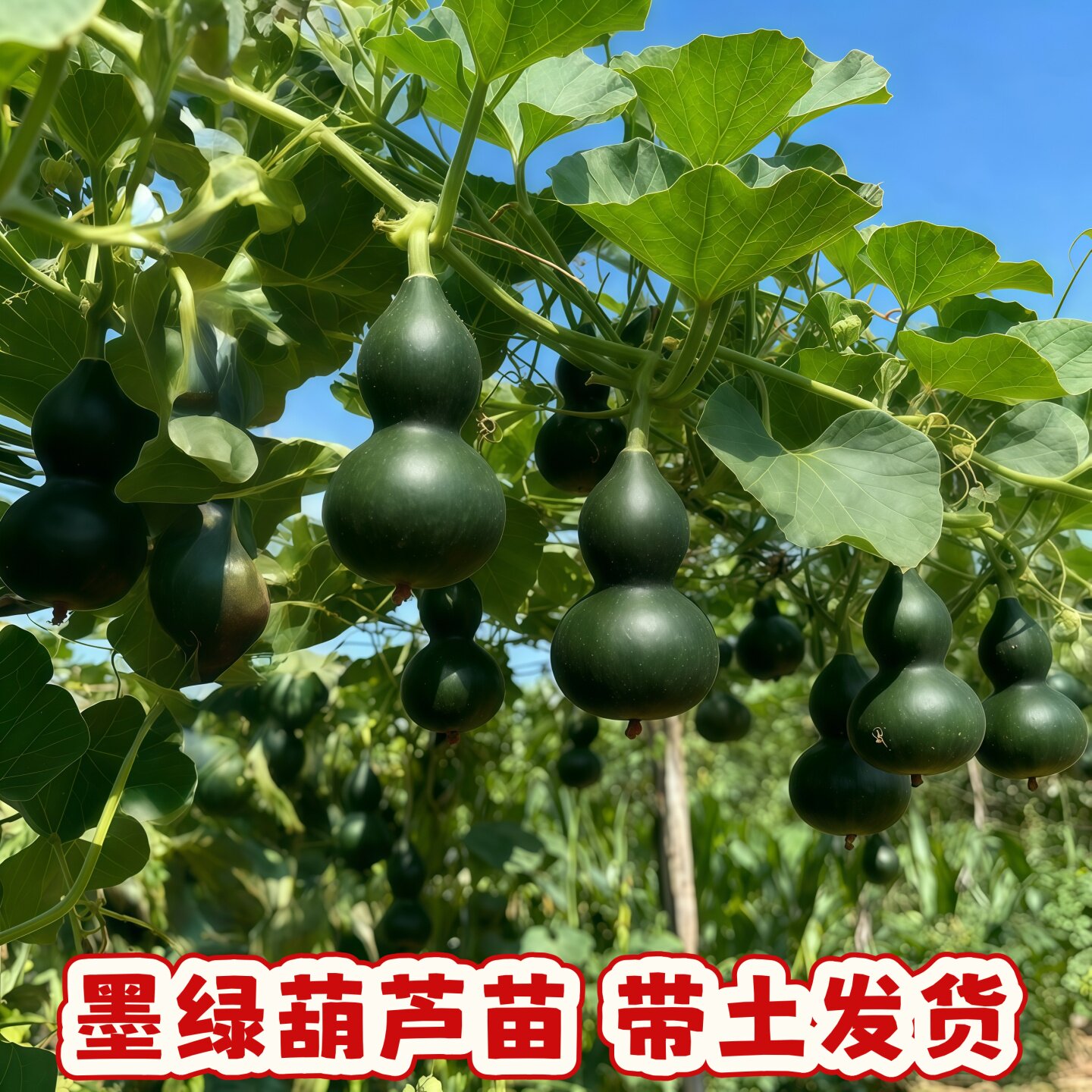 新品种墨绿葫芦苗翠绿葫芦翡翠手捻葫芦帝王绿葫芦苗秧苗带土发货