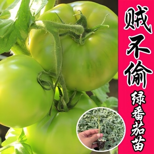 贼不偷西红柿秧苗东北老品种贼不偷番茄苗带土本地大红西红柿苗秧