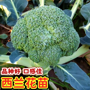 西花苗秧西兰花苗秧苗绿色花菜花椰菜早熟高产耐热抗寒越冬春夏秋
