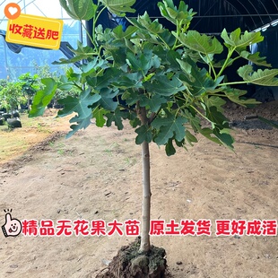 斯特拉无花果树果苗阳台无花果树盆栽无花果树苗庭院大果无花果苗