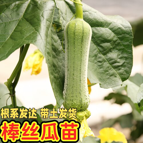 棒丝瓜苗大肉丝瓜秧苗春夏秋季耐热高产四季播庭院爬藤蔬菜秧苗