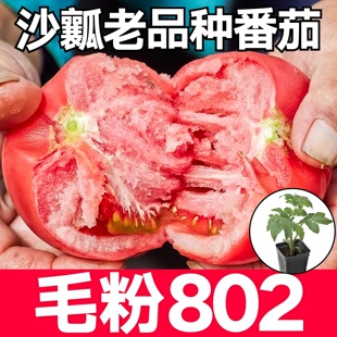 老品种番茄苗农家本地西红柿苗秧 毛粉802番茄种子水果番茄苗盆栽