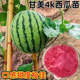 甘美4k西瓜苗高产早熟甜度高易种植好养活甜度超高阳台盆栽西瓜苗