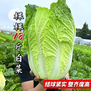 白菜种子大全 老品种东北黄心大白菜种子 本地青麻叶大白菜种耐寒