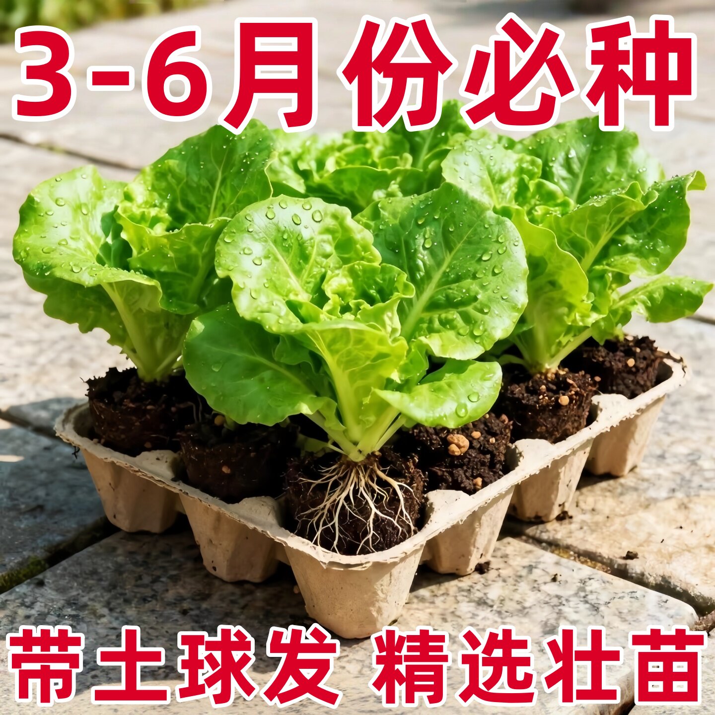 生菜秧苗意大利土菜苗蔬菜苗带广东耐寒大全庭院阳台盆栽四季