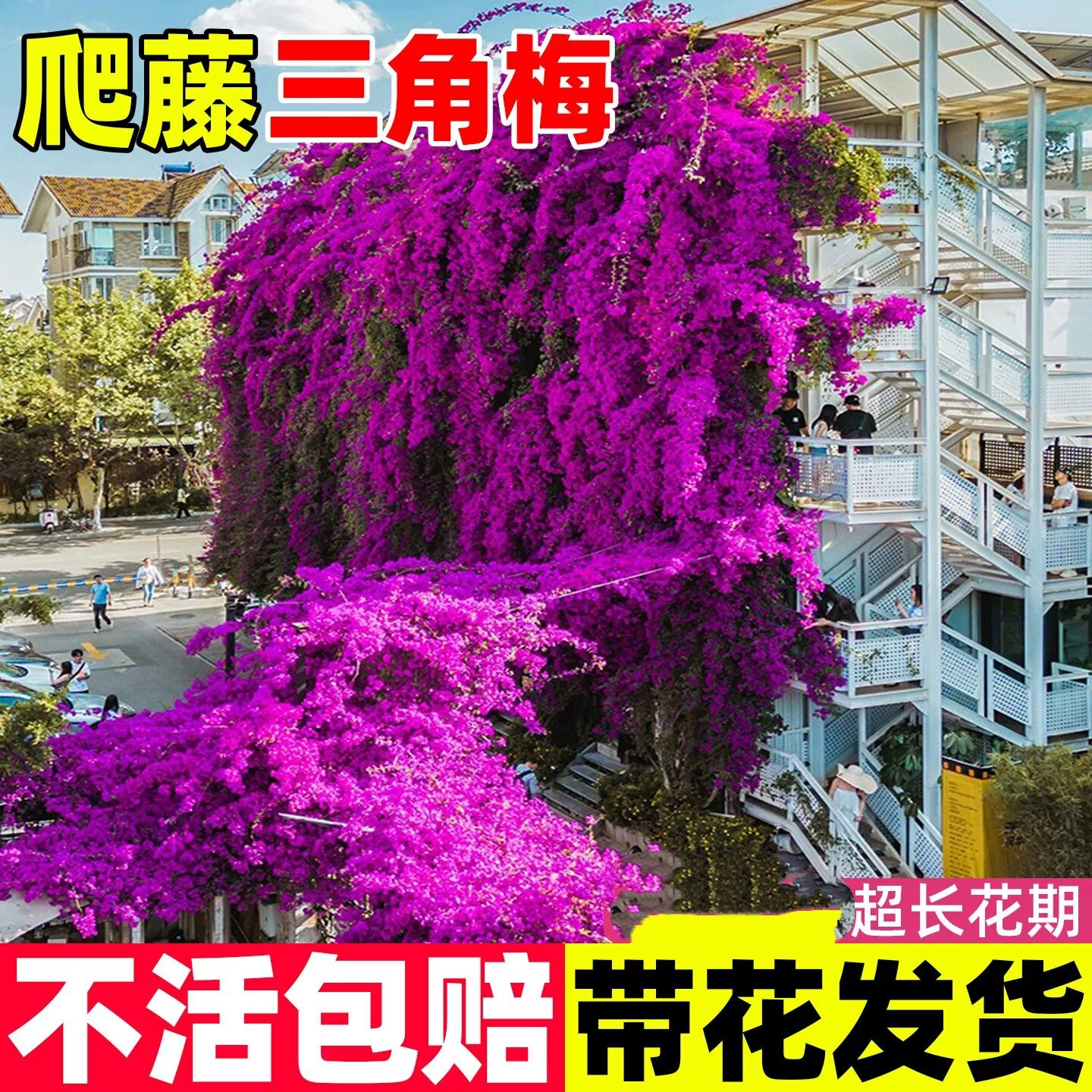 三角梅盆栽带花爬藤植物花卉多色重瓣老桩庭院耐寒三角梅四季开花