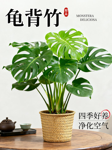 龟背竹盆栽室内客厅高级感盆景摆件办公室书房桌面观叶植物易养活