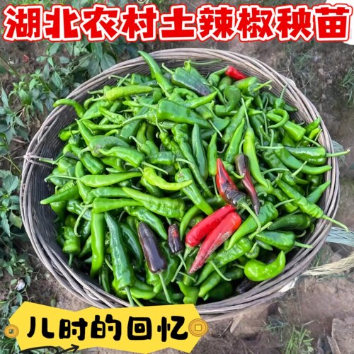 正宗土辣椒农家苗秧薄皮辣椒苗湖北露天青红尖椒泡椒酸老品种辣椒