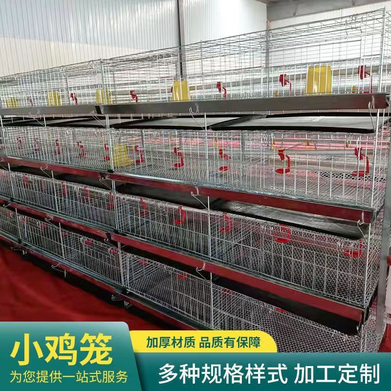 育雏鸡笼加密加粗笼小立式小鸡雏鸡一体养殖家用笼子脱温用鸡笼子