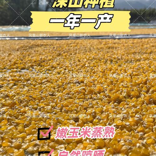 速发五常青稞糯玉米碴1斤1袋自封袋 米饭伴侣 23年粘吊子碴 粘玉