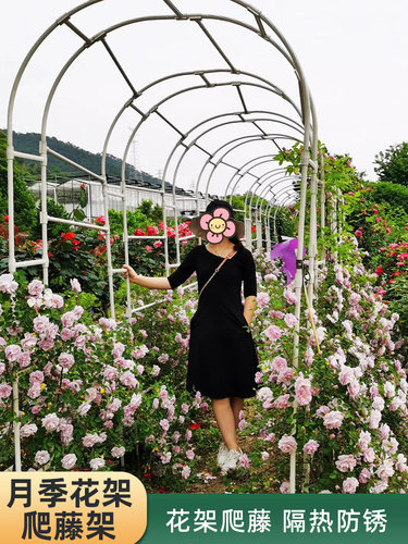 拱门花架爬藤架铁艺葡萄藤架植物支架拱形门月季户外花园庭院架子