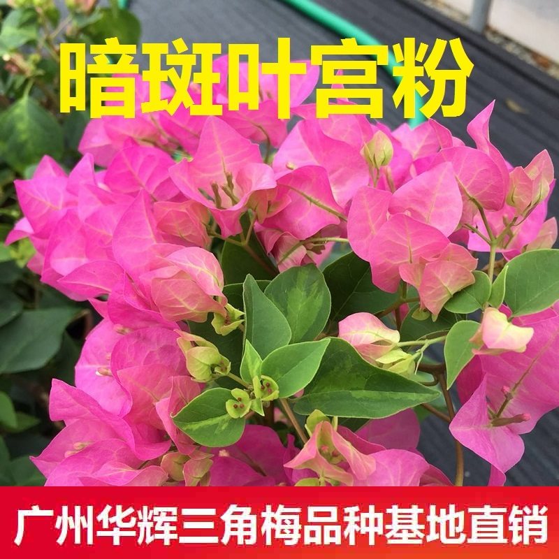 新疆包邮勤花暗斑宫粉三角梅爬藤植物盆栽带花盆客厅庭院四季开花