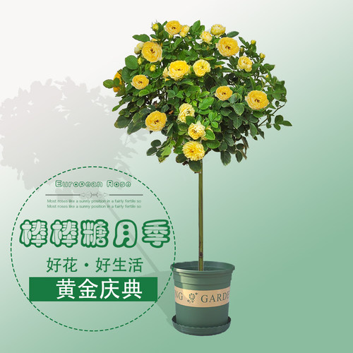 棒棒糖树桩月季盆栽花卉嫁接独杆月季庭院阳台种植花苗微型玫瑰花