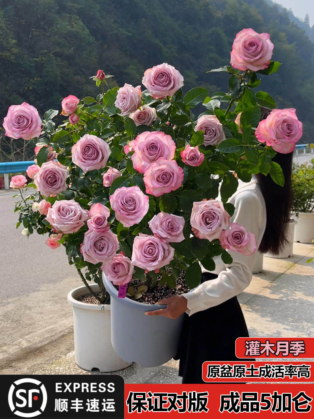 果汁阳台灌木月季艾莎切花玫瑰盆栽大花苗多季节开花庭院地栽盆栽