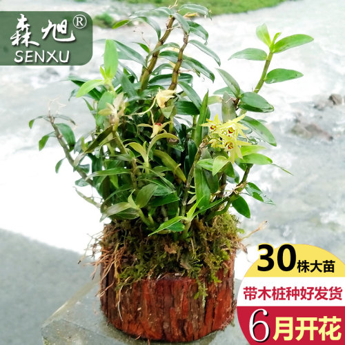 乐清雁荡山正宗铁皮石斛苗3年根石斛铁皮枫斗种植石斛花兰科盆 栽