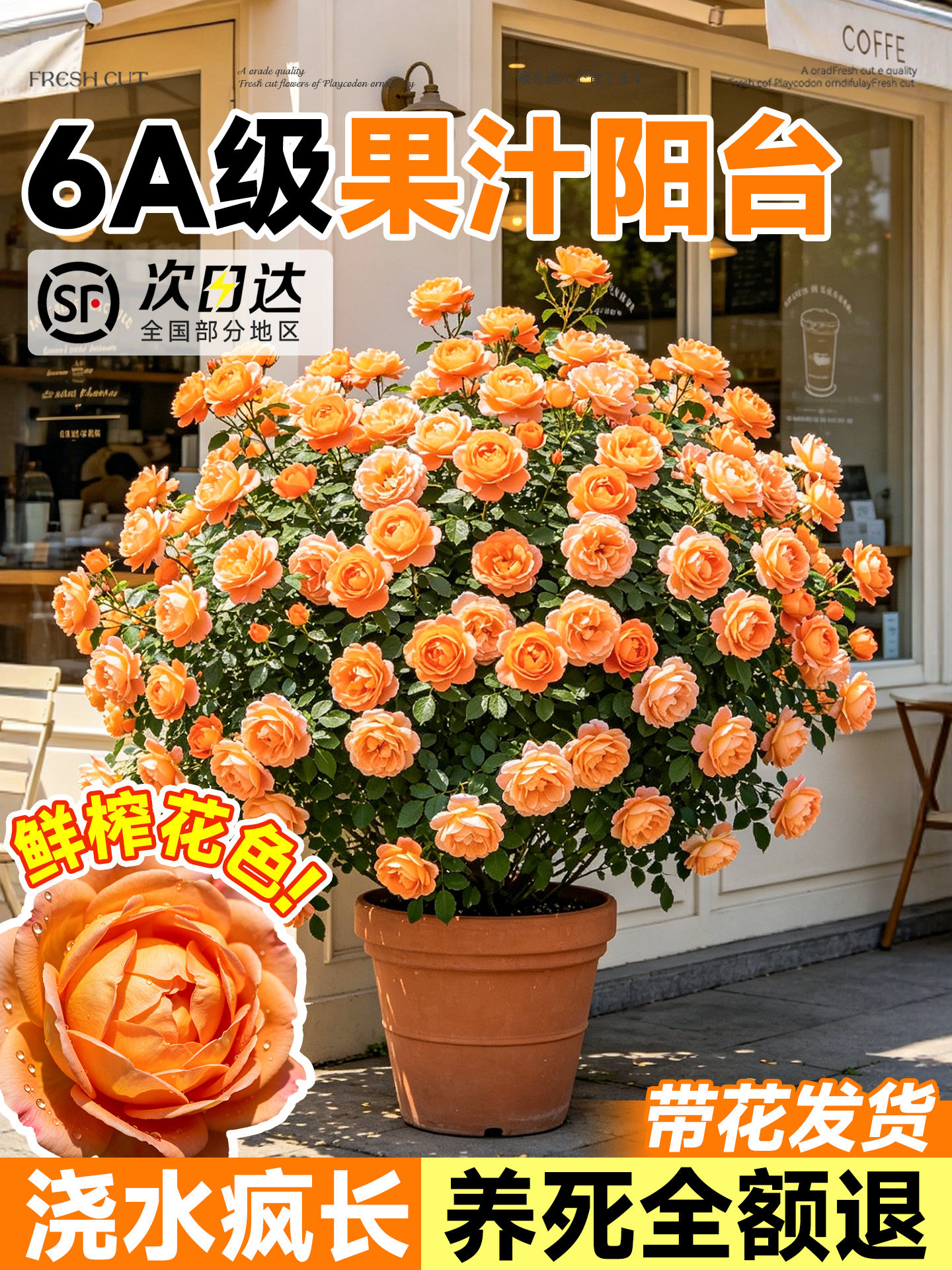 果汁阳台月季花苗灌木大花浓香庭院阳台花园开花玫瑰盆栽特大花卉