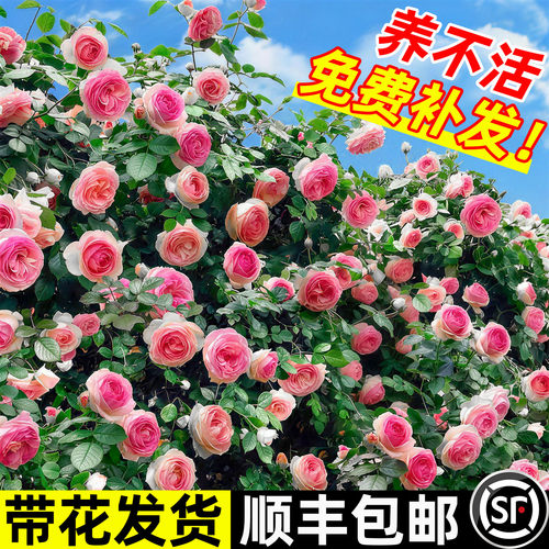 蔷薇花苗爬藤月季四季花苗盆栽特大花庭院爬墙植物月季玫瑰花树苗