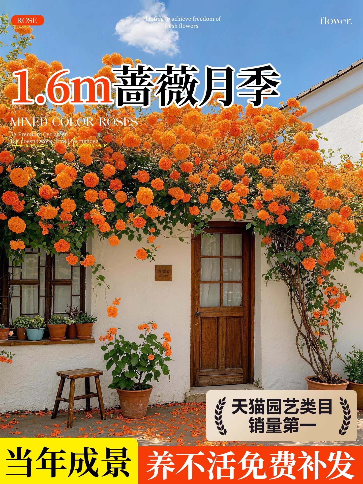 蔷薇花苗藤本月季花树大苗庭院爬藤植物阳台花卉爬墙玫瑰耐寒盆栽