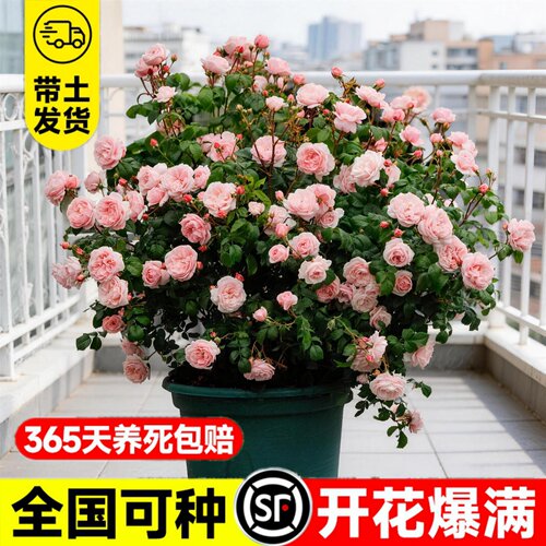 特大果汁阳台月季花苗四季开花卉盆栽植物室内阳台庭院玫瑰鲜花树