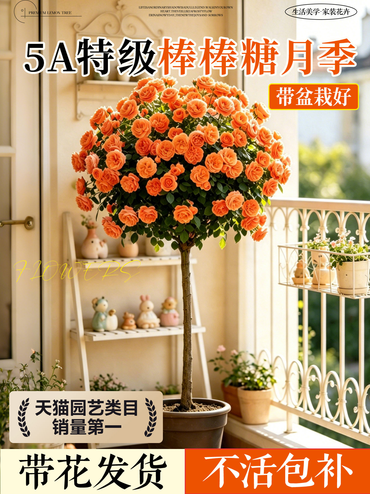 果汁阳台棒棒糖月季树桩四季开花盆栽特大花高杆带花苞树苗多色