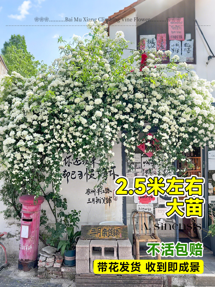 白木香特大苗四季爬藤植物黄红木香花阳台开花无刺蔷薇花盆栽花卉