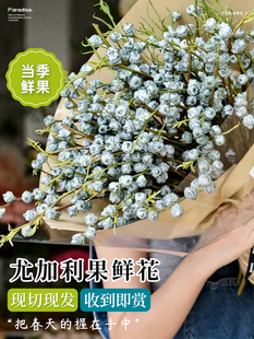 尤加利果鲜花盆栽云南基地直发绿植鲜切枝叶水培植物真花卉干花束