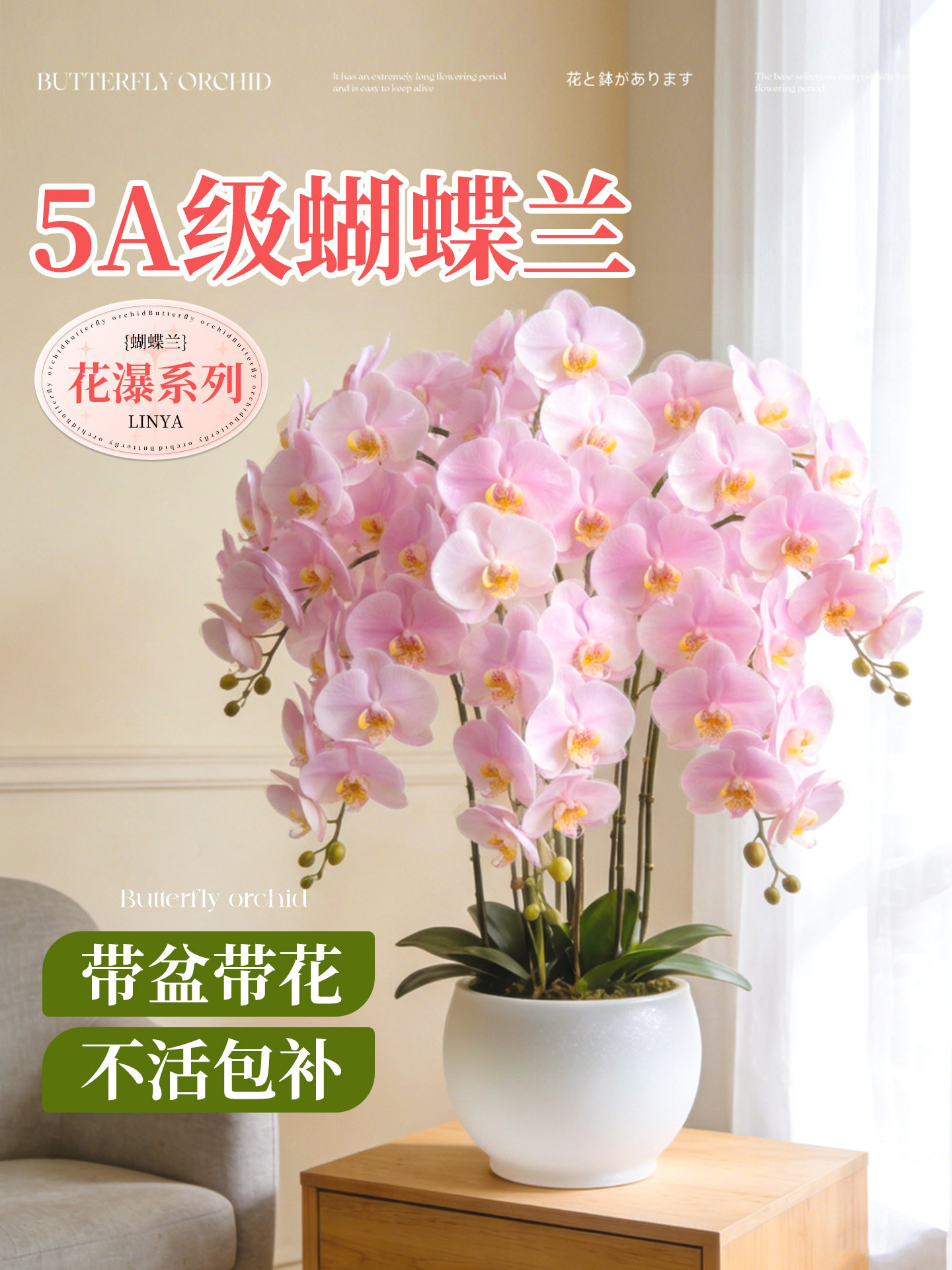 蝴蝶兰带花盆栽特大号客厅带花苞年宵花卉兰花大花型10支8株花苗