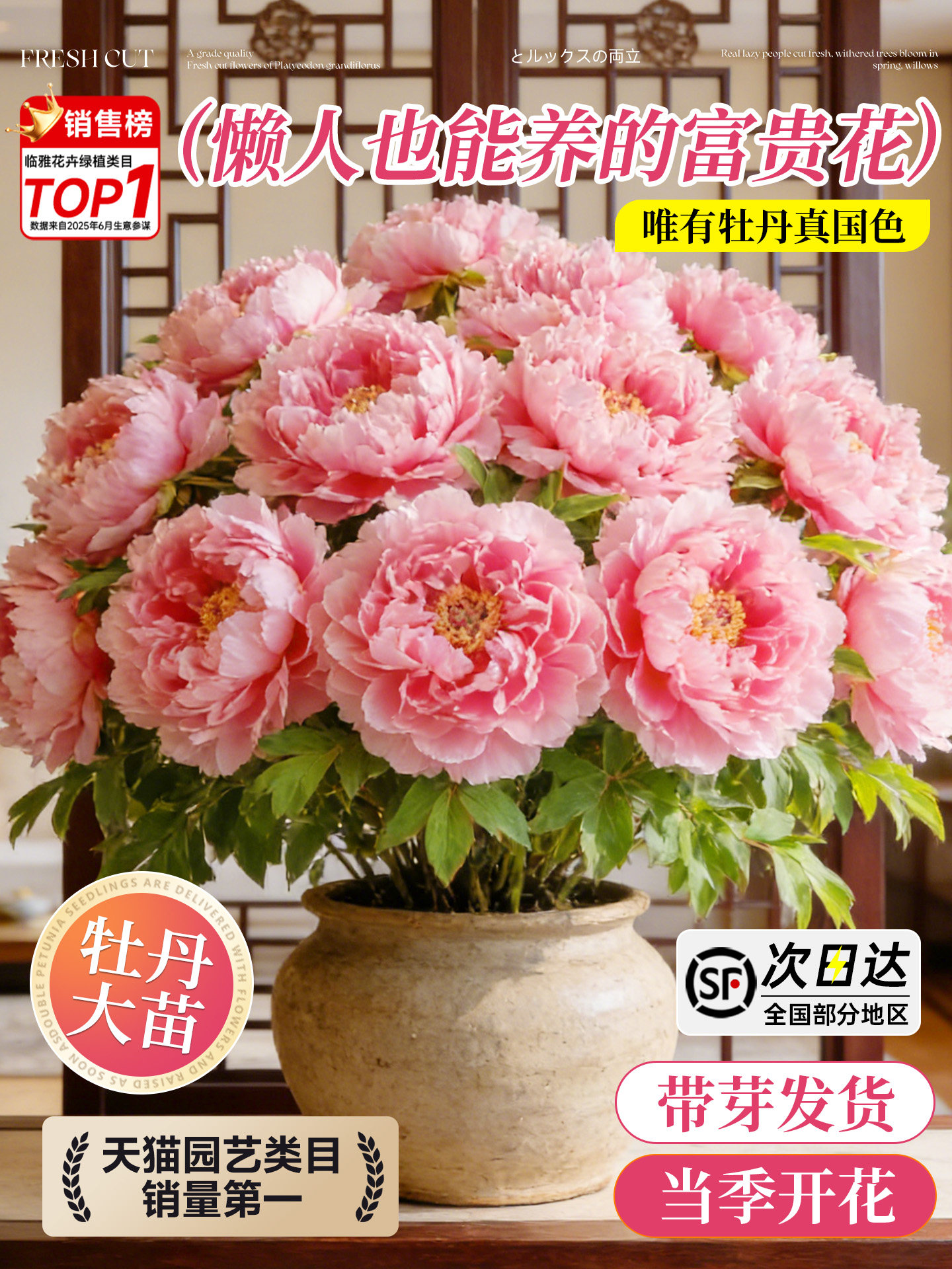 牡丹花卉盆栽带花芽苞特大号洛阳正宗花卉盆栽室内客厅易养活四季