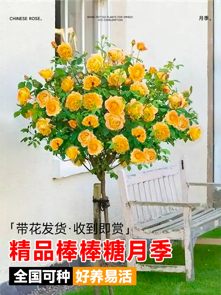 棒棒糖月季树桩阳台盆栽庭院花卉四季开大花彩虹蓝色风暴树状玫瑰