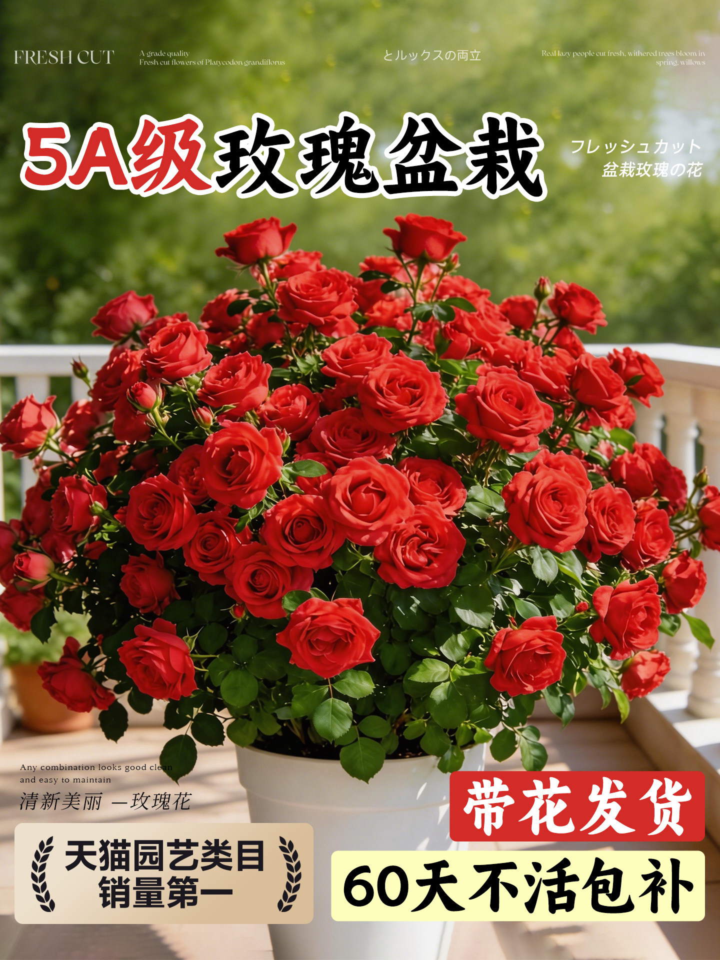 月季花苗四季开花玫瑰花苗盆栽鲜花云南基地直正宗大花玫瑰花树苗图片