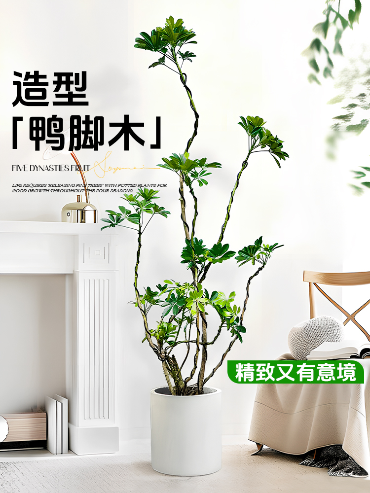 鸭脚木客厅大盆栽室内禄植造型鸭掌木八方来财落地大型旺宅绿植物