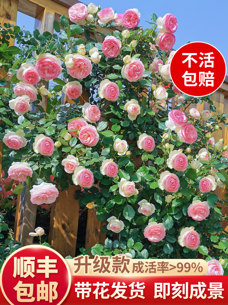 粉色龙沙宝石月季藤本大苗爬藤蔷薇庭院阳台四季浓香老桩花卉植物