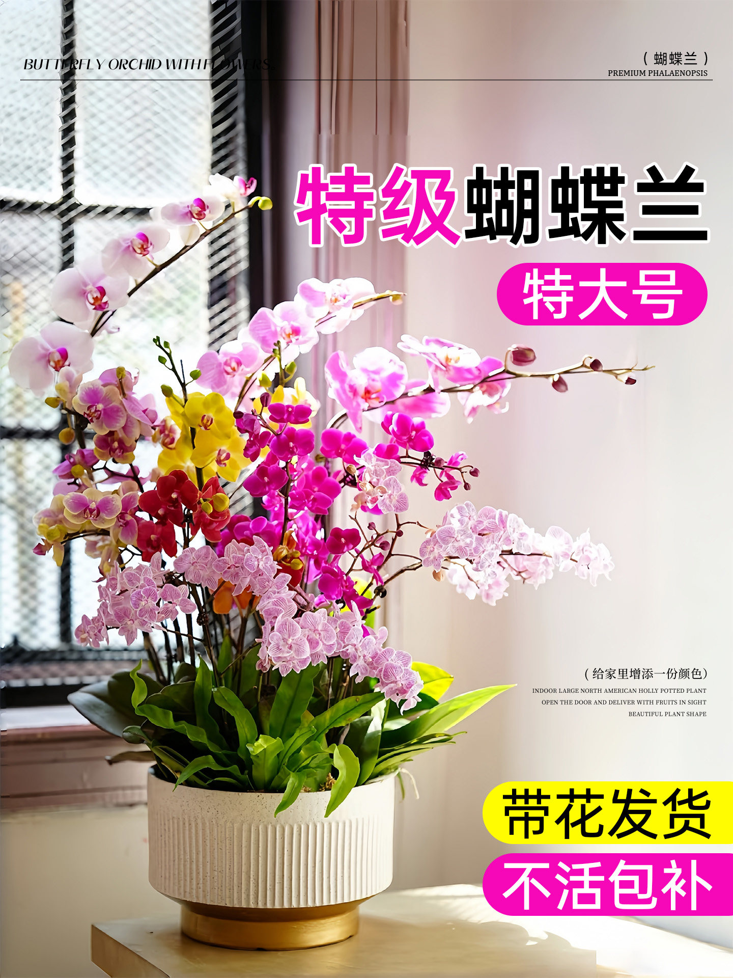 蝴蝶兰带花盆栽特大号年宵花苗双剑带花苞花卉植物室内好养活四季