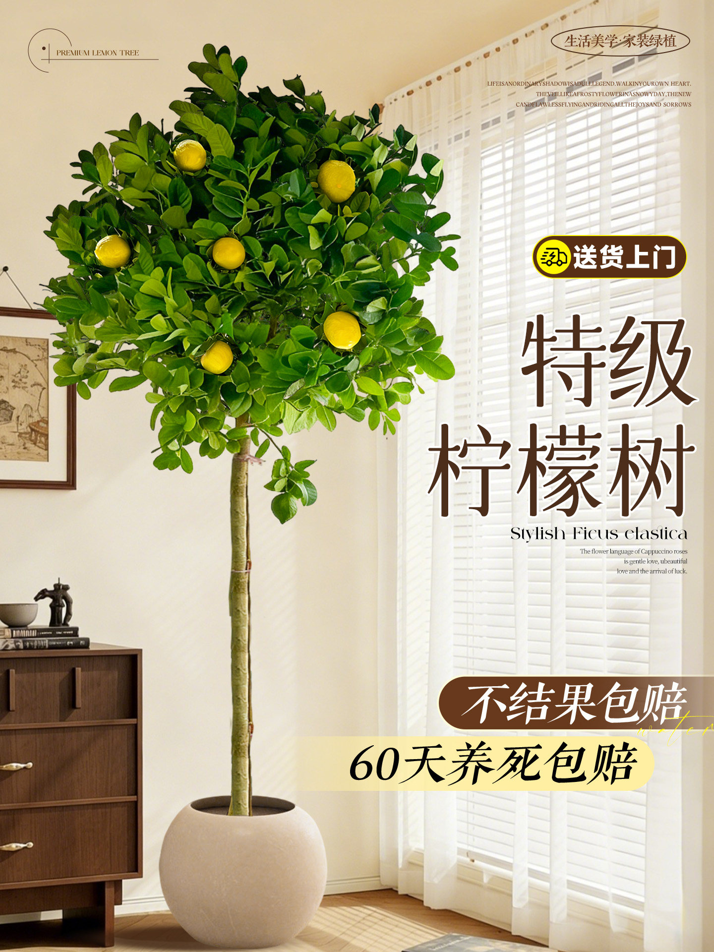 香水柠檬树盆栽带果客厅绿植室内大型植物阳台老桩树苗四季好养活