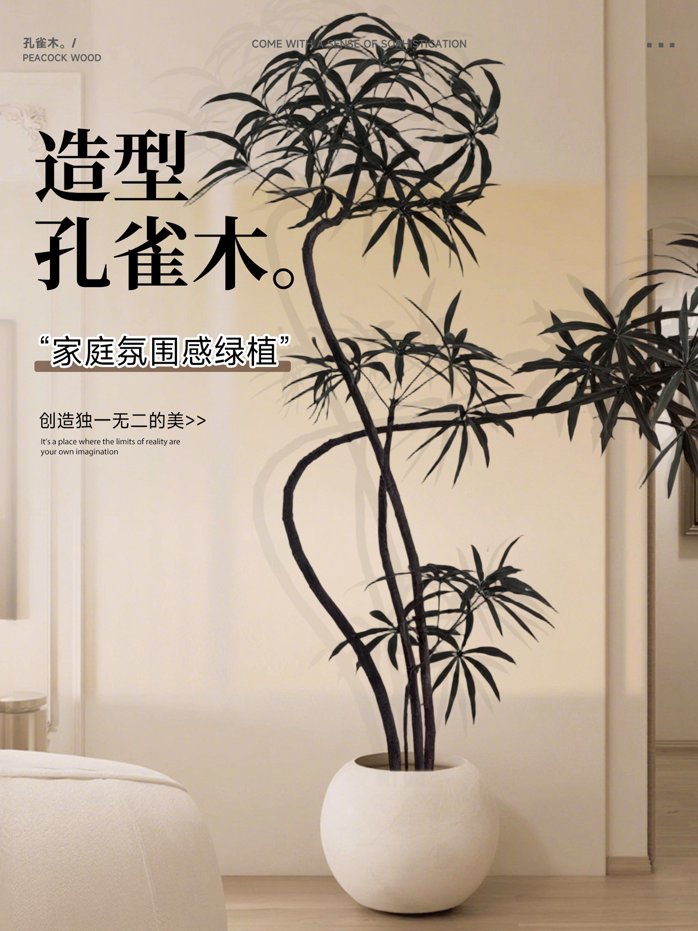 孔雀木客厅绿植室内高级感大型盆栽落地盆景阳台观叶植物四季好养