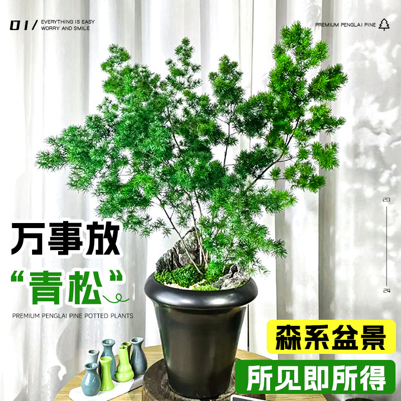 蓬莱松室内盆栽绿植高级感客厅真松树老桩造型盆景摆件好养活四季