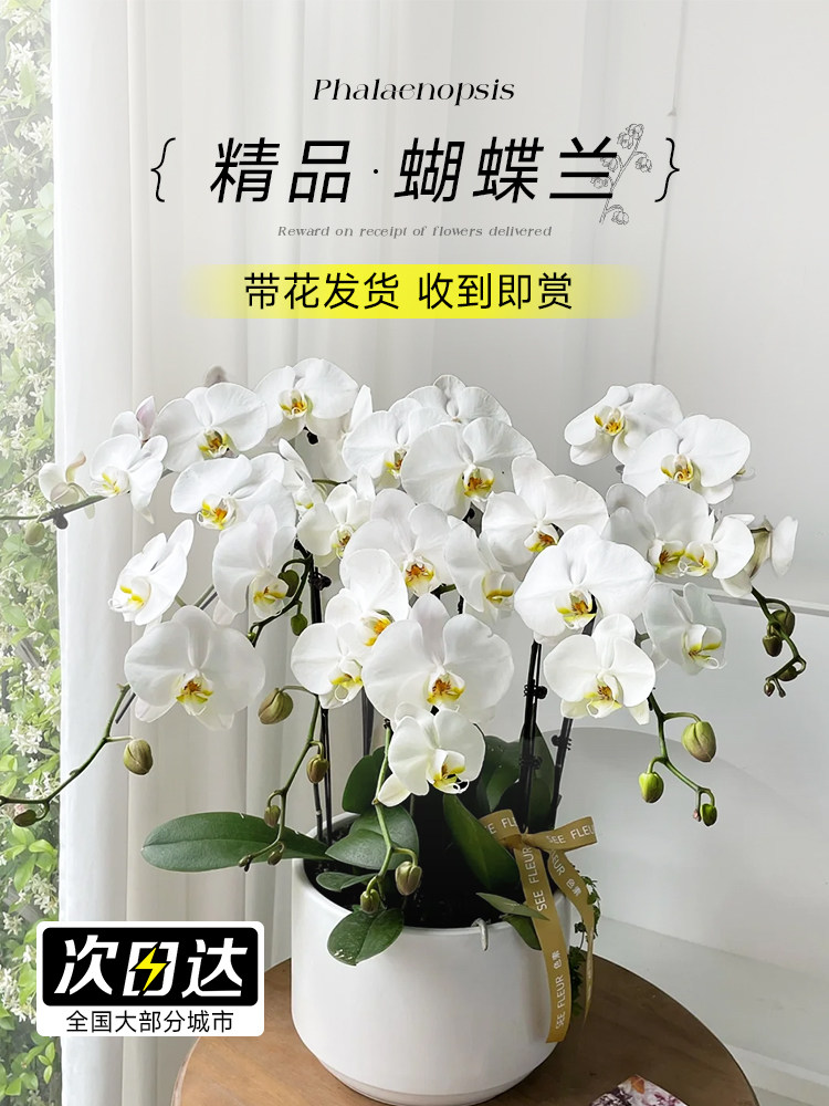 蝴蝶兰盆栽带花大花客厅室内花卉植物好养真花年宵花大花蕙兰新年