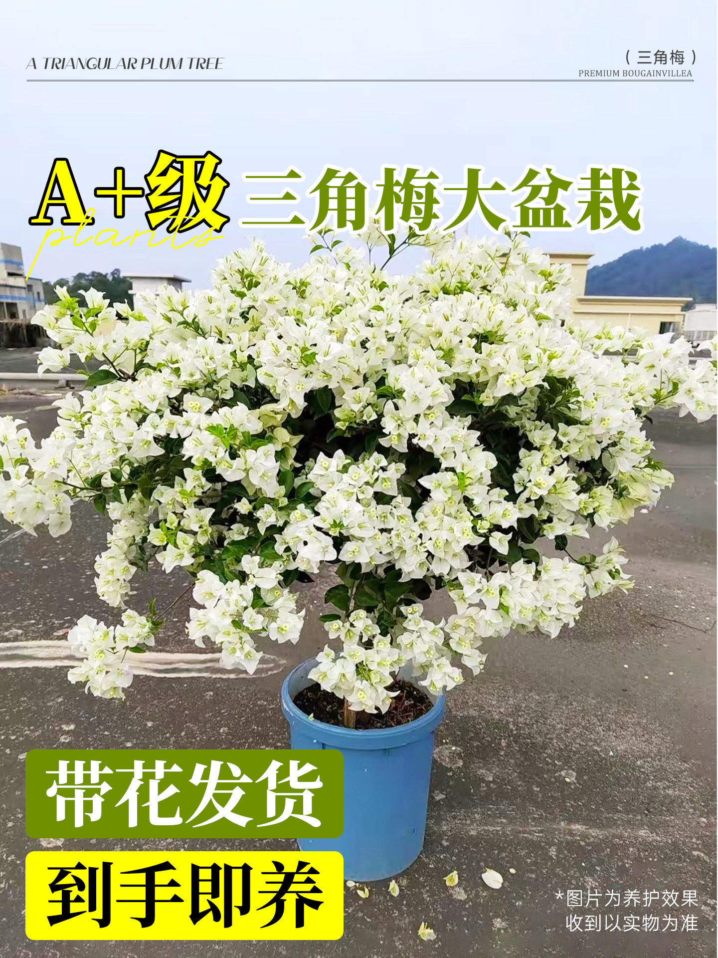 重瓣三角梅盆栽老桩带花四季花卉植物阳台白雪公主树苗鲜花开花