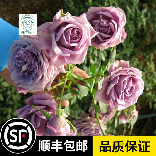 大花微月紫精灵多花月季玫瑰 薰衣草女神月季花 盆栽丰花月季