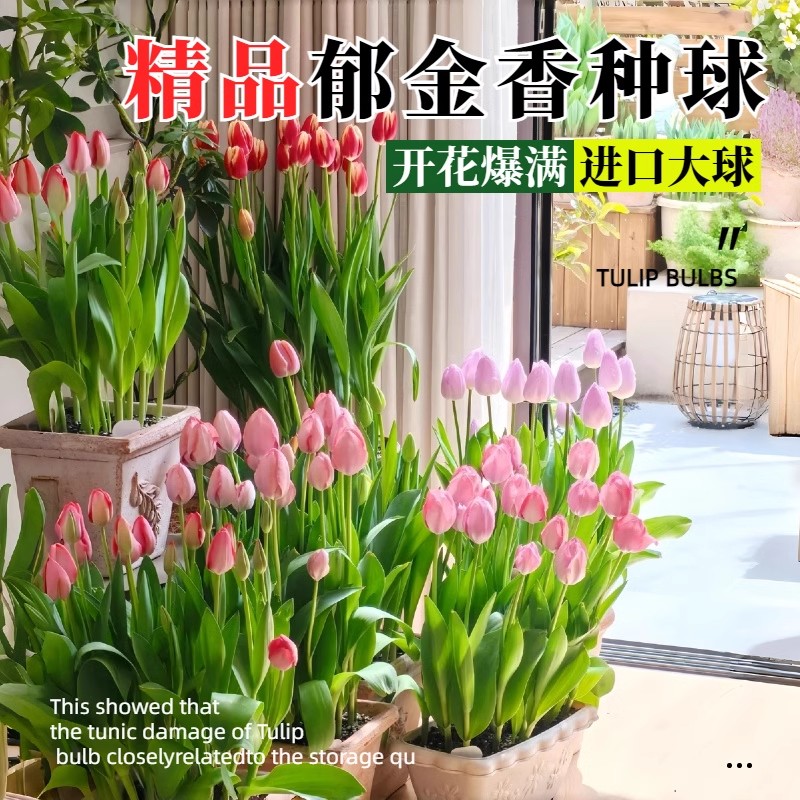 荷兰郁金香原生种球水培土养种籽器皿大球好活包对版室内盆栽花苗