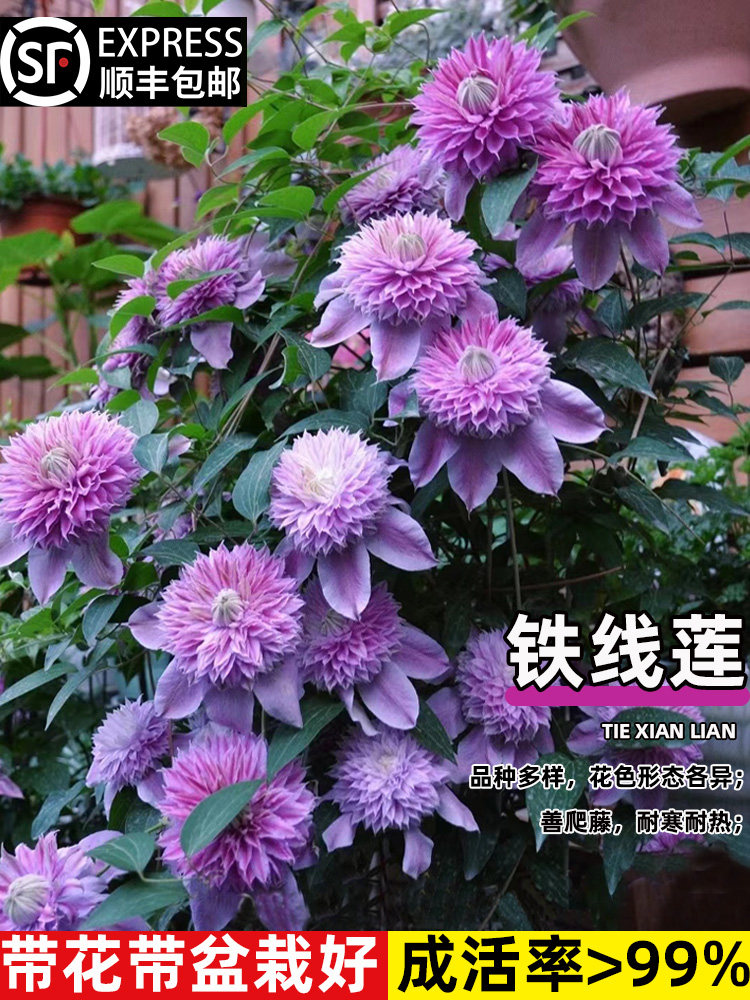 铁线莲大苗爬藤植物盆栽带花苞乌托邦银币空庭院阳台四季开花卉