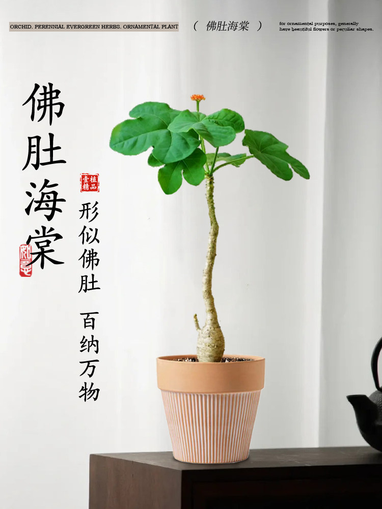佛肚海棠盆栽老桩客厅办公室内盆景桌面耐养耐旱四季开花观叶植物