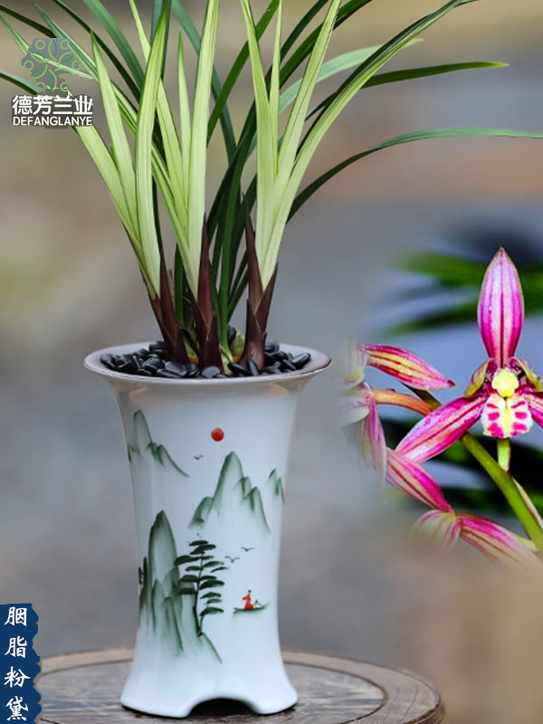 建兰名贵红花胭脂粉黛带花苞带景德镇兰花瓷盆客厅浓香型花卉盆栽