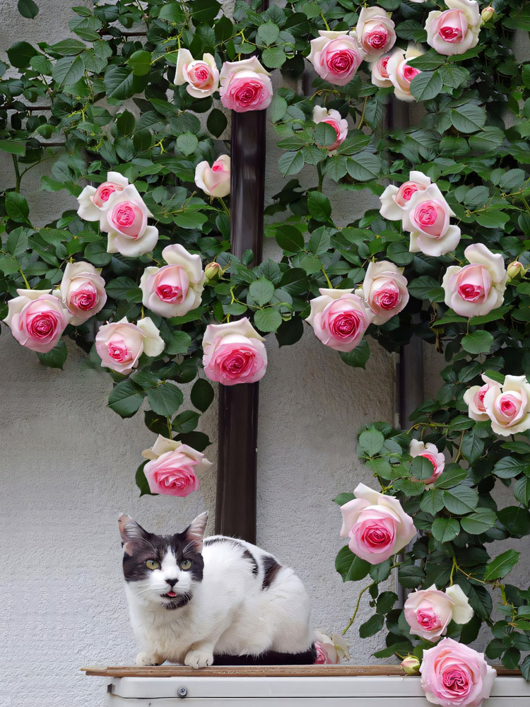爬藤蔷薇花苗粉色龙沙宝石藤本月季大花浓香四季庭院爬墙植物粉龙