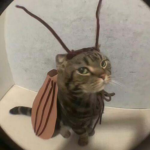 猫咪蟑螂衣服宠物衣服搞笑奇葩衣服蟑螂cos服中小型狗狗服饰可爱