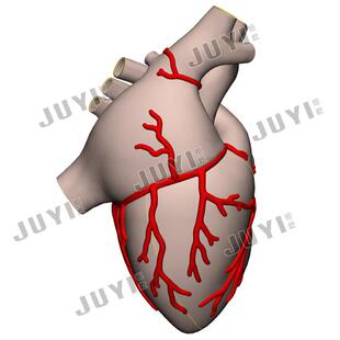 CT数据三维重建心脏/左心室/心房/冠状动脉/主动脉/二尖瓣膜模型